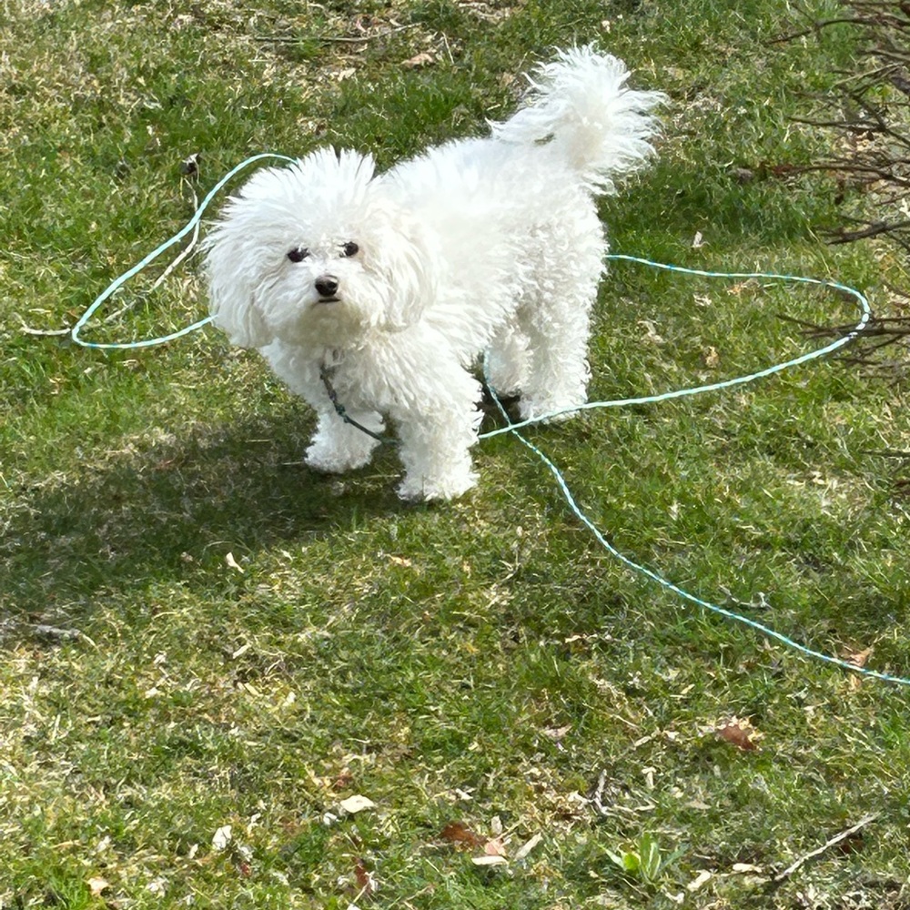 - My Fur Baby  ABBY!!!